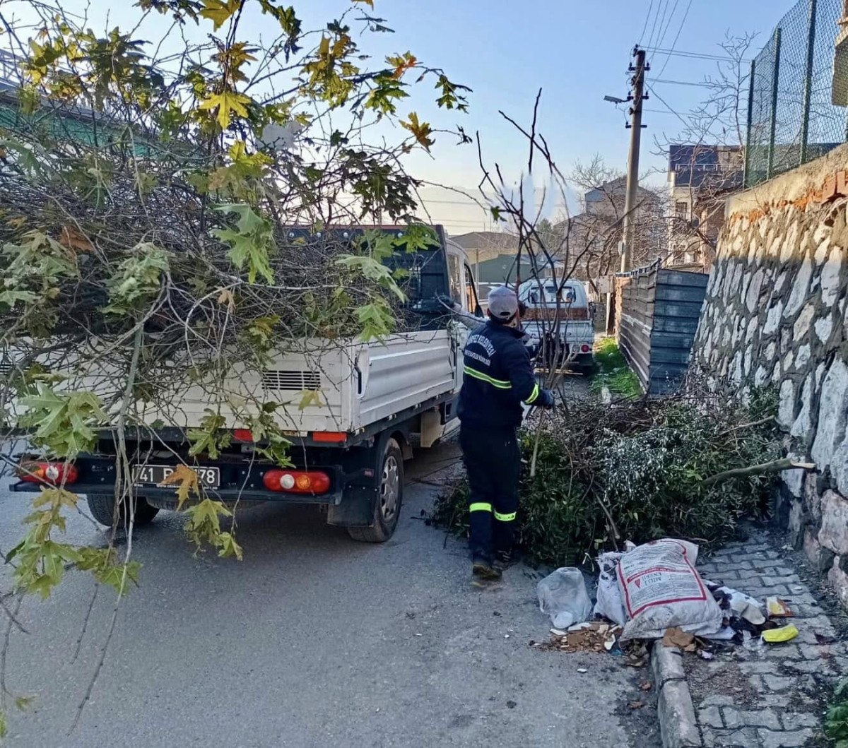 KÖRFEZ’DE AĞAÇLARIN BAKIMI SÜRÜYOR