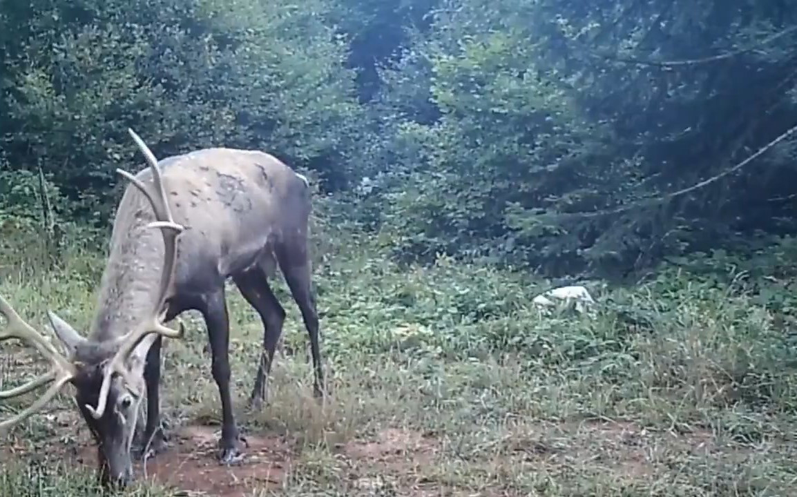 SAMANLI DAĞLARI'NA SALINAN KIZIL GEYİKLER FOTOKAPANLARA YANSIDI